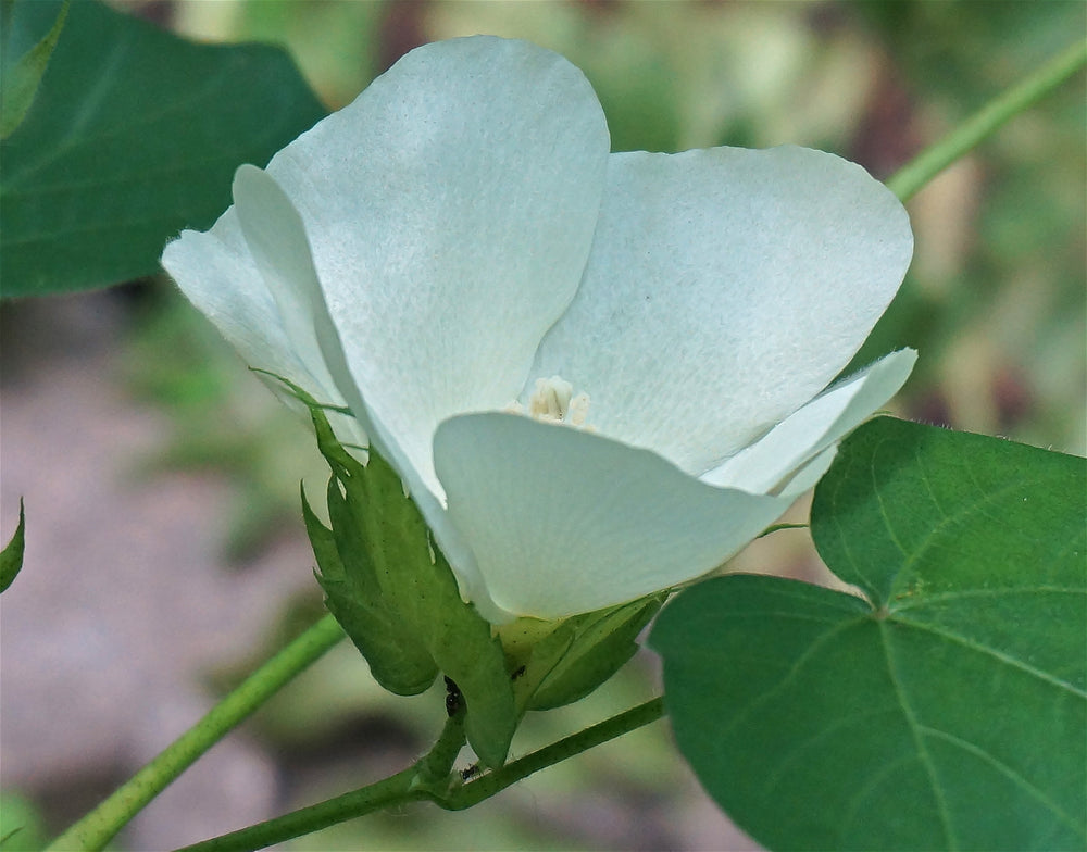 PG Cotton