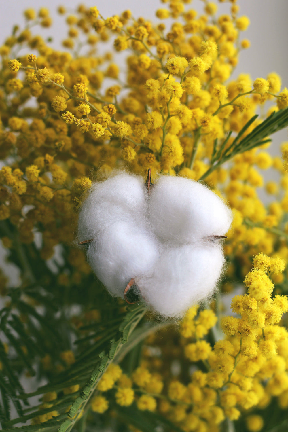Organic & Recycled Cotton