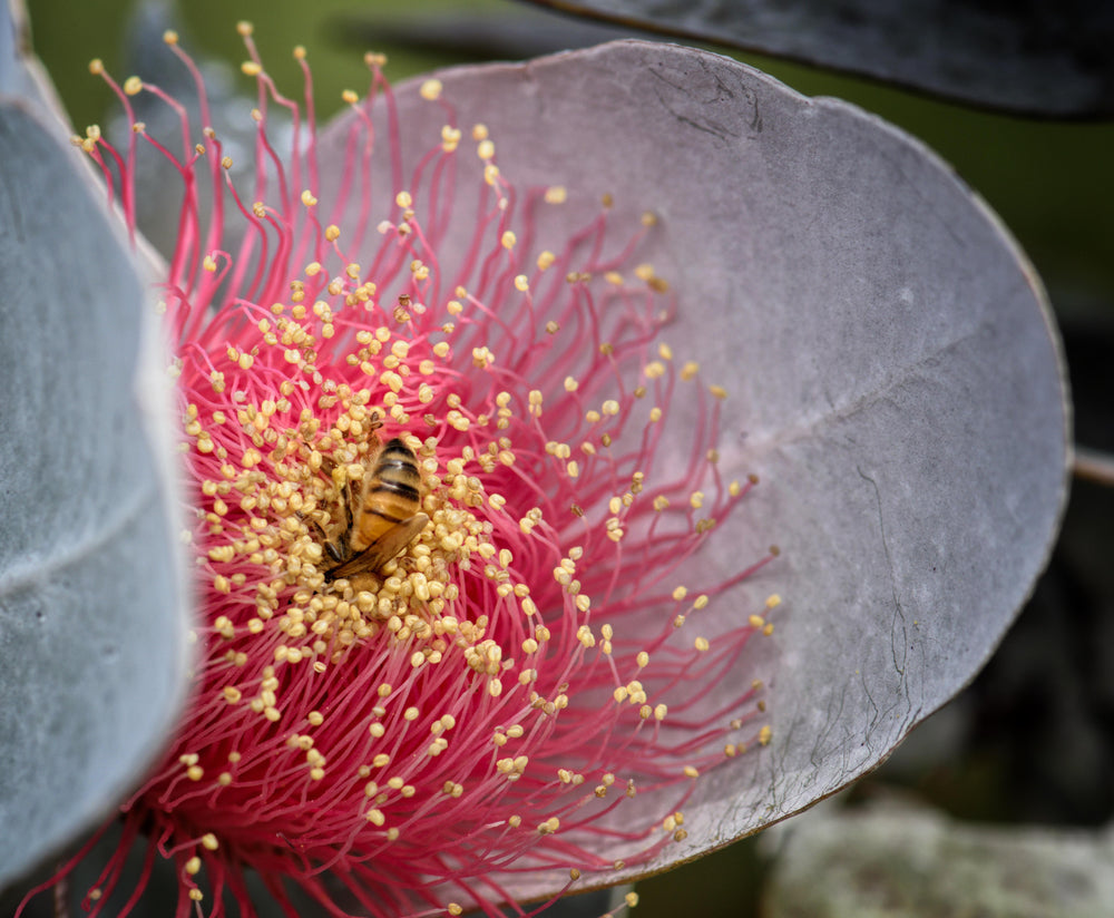 Eucalyptus