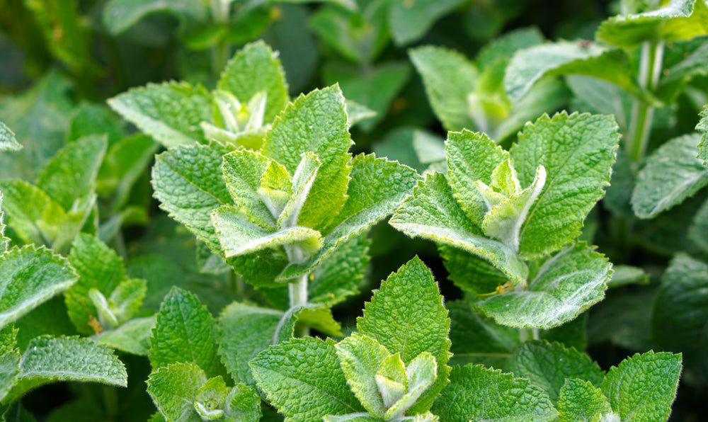 Peppermint-oil