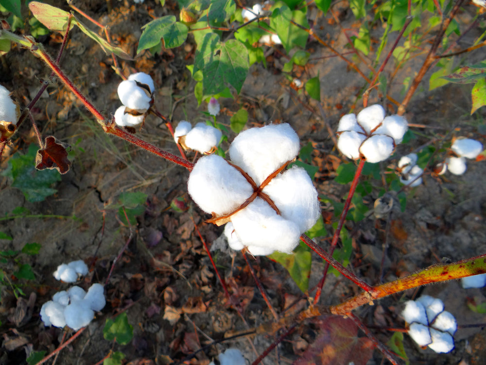 100% Organic Cotton