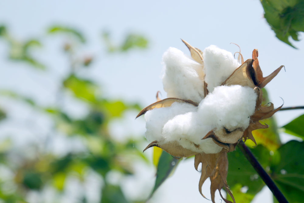 95% Organic Cotton